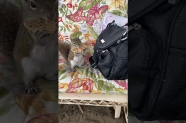 RABBIT, OMG Animals SOO Cute!AWW Cute baby animals,