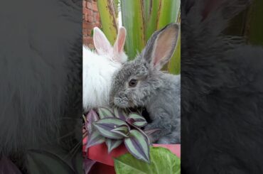 Cute angora babies #cutebunny #rabbit #shorts
