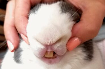 Woman stops putting her rabbit in cage. Here's the first thing he did to her.