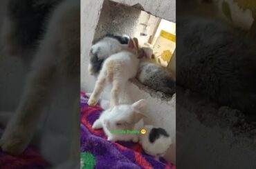 So Cute Bunny #animal #animals #pet #pets #shorts #rabbit #bunny #viralvideo #animals #ytshorts #pet