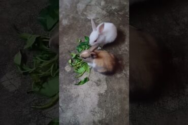 Cute Baby Rabbit Eating #short #shorts #rabbit #bunny #animal #viralvideo #viral #animals #pets #pet