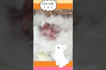 cute baby rabbits playing/bunny rabbit/baby rabbits /cute baby animal videos/cutest animals#bunnies