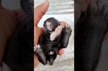 Lucky and happy baby Rabbit #cute