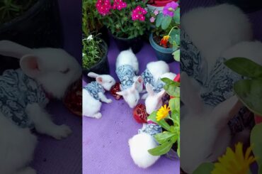 Cute bunnies enjoying fruit in the garden#cutebunny #shorts