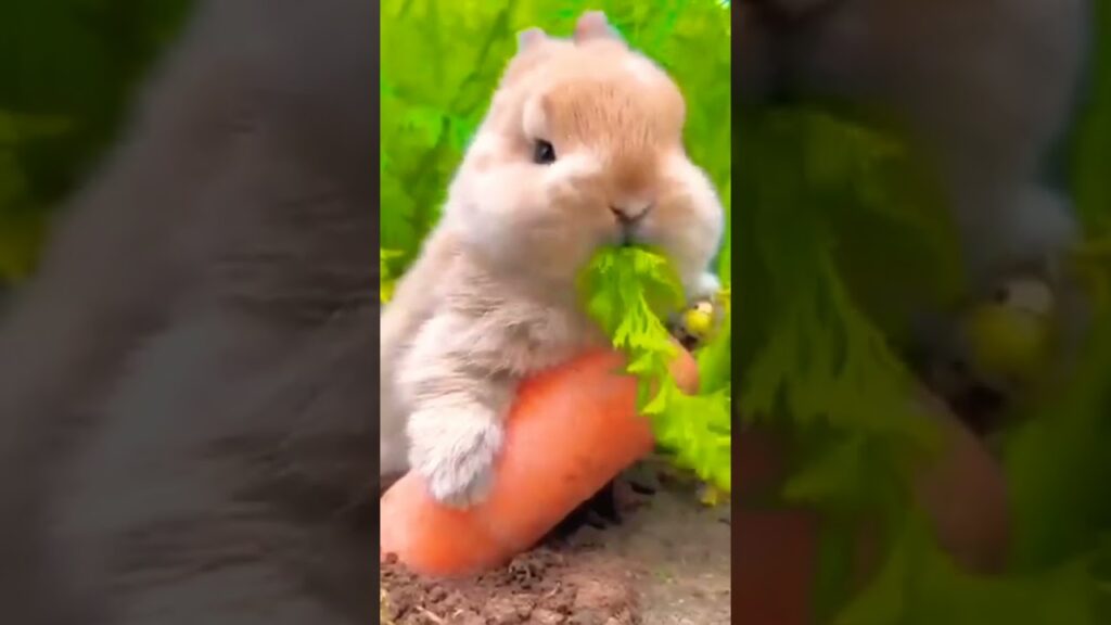 Cute rabbit