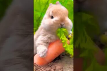 Cute rabbit