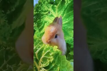 Cute little bunny #shorts #cutebunny #animals