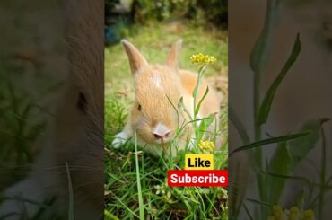 #cute bunny when afraid #shortsvideo #naturephotography