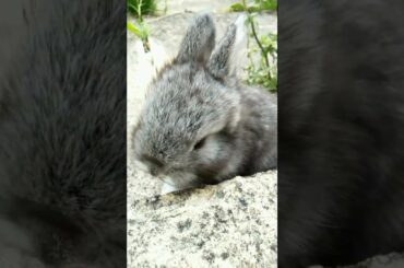 MOST BEAUTIFUL BABY BUNNY VIDEO