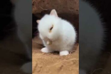 Cute bunny #shorts #youtubeshorts