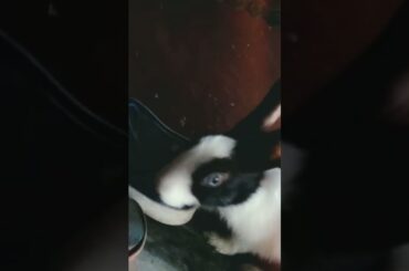 cute bunny...... #trending #shorts #pets