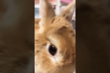 Cute Bunny Short Video #shorts #short #viral #youtube #ytshorts #trending #animal #animals #pet#pets