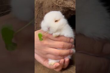 #cute #rabbit
