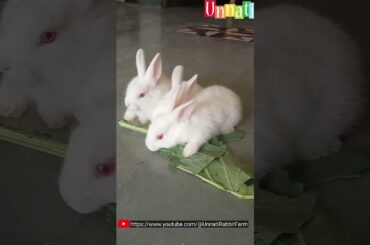 My Cute Rabbit Bunnies #shorts #bunnies #unnatirabbitfarm