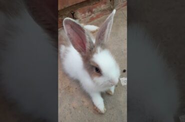 cute rabbit funny bunny #rabbit #bunny #cute #funny 2023 26