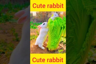 cute rabbit playing with son#shorts #shortsfeed #youtubeshorts #rabbit