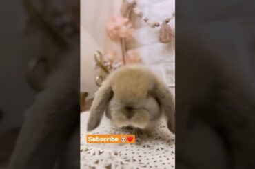 Baby bunnies, cute bunny, rabbits video #shorts
