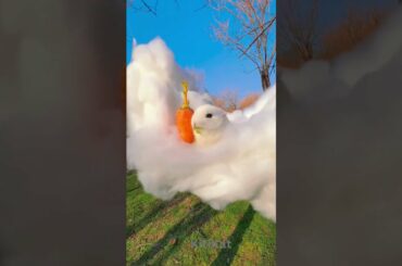 A Day Dreamer  Cute Bunny Eating #rabbit #furries #petslover