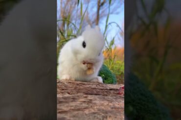 Cute baby rabbit eating . A beautiful moment #85 - #shorts