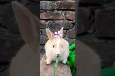 #shorts#Rabbit#Bunny#Khorgosh#cute#baby