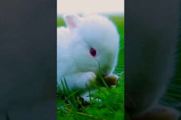 Cute Rabbit #viralshorts #rabbit #bunny #cuteanimals #funnyanimalswow
