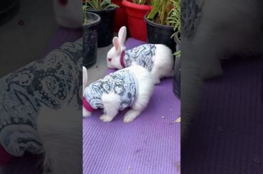 Two cute bunny baby exploring for food #cutebunny #rabbit