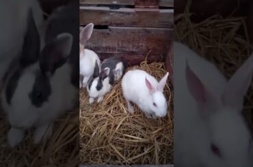 brownie bhunti and harry friendship so cute #bunny #shorts