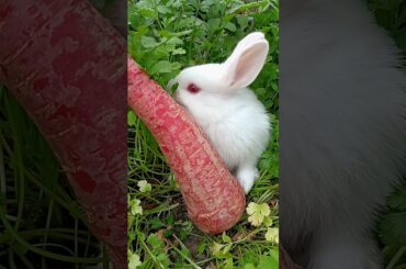 cute bunny baby #cutebaby #cuterabbit#shorts
