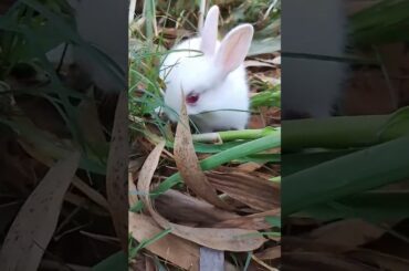 Cute Rabbit Baby / khargosh / #rabbit #baby #viralvideo #trending