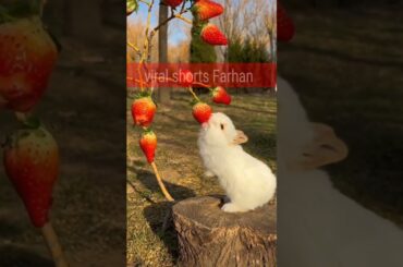 cute rabbit and strawbury #youtubeshorts #shorts #Rabbit