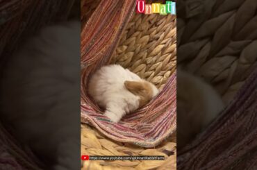 My Cute Bunny #shorts #bunny #rabbit