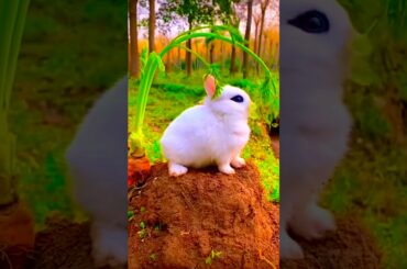 Cute rabbit eating#shorts #rabbit #viralshorts #short
