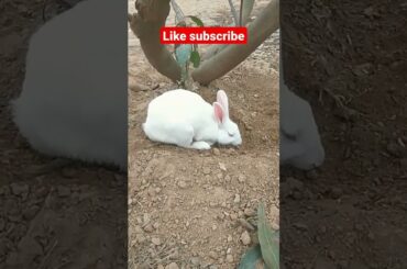 cute rabbit funny playing #pets #subscribe #shorts