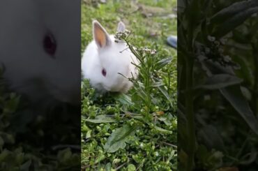 cute rabbit #funny eating #funniest #animals for super cat. 1 #baby