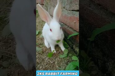 Cute Rabbit Baby Eating Carrots #trending #viralshots  #bunny #trendingshorts