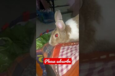 Cute bunny #animalslover #bunny #rabbit #pet #petlover #reels #trending #trendingshorts #cute