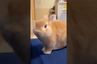 Cute Bunny Short Video #shorts #short #viral #youtube #ytshorts #trending #cute #baby #animal #pets