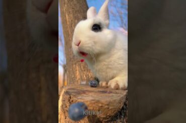 Yummy Yummy Cute Bunny Eating #rabbit #petslover #cutebunny