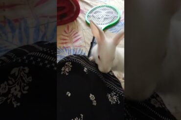 Cute Rabbit/@cutebunnies193