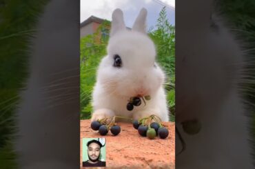 cute rabbit animals eating moments | #animals #shorts #rabbit #viralshorts #short