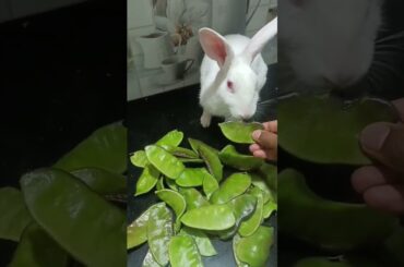 cute rabbit funny eating #pets #subscribe #shorts