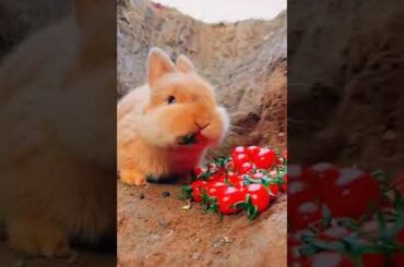 Cute Rabbit Eating #rabbit #cuterabbit #furryfriend #short #ytshort