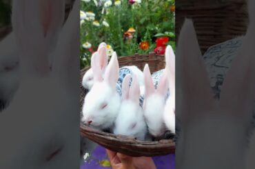 Cute Newzealand white rabbit babies #cutebunny #rabbit #shorts