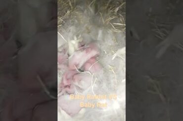 cute baby Rabbit VS cute baby Rat 100M Combination#shortvideo#youtubeshorts@KD.Animals