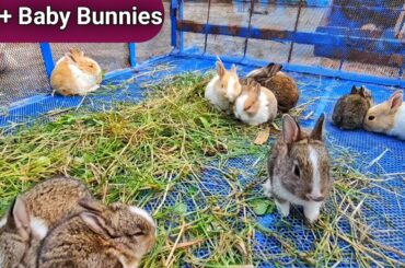 Adorable cute baby rabbits