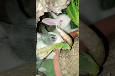 cute baby rabbit eating aloevera @ayushisworld1  #shorts #ytshorts #ytindia #yt #viral