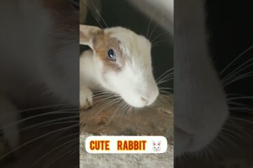 cute rabbit #ytshorts #rabbit