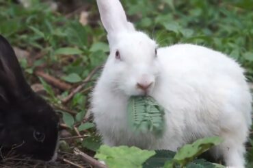 Cute Baby Rabbits Playing, Feeding Activities | Bunny Rabbit (baby Rabbits)