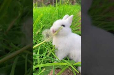 5 #cute #rabbit