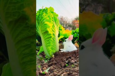 Most Beautiful And Cute Rabbit #shorts #viral #nature #rabbit
